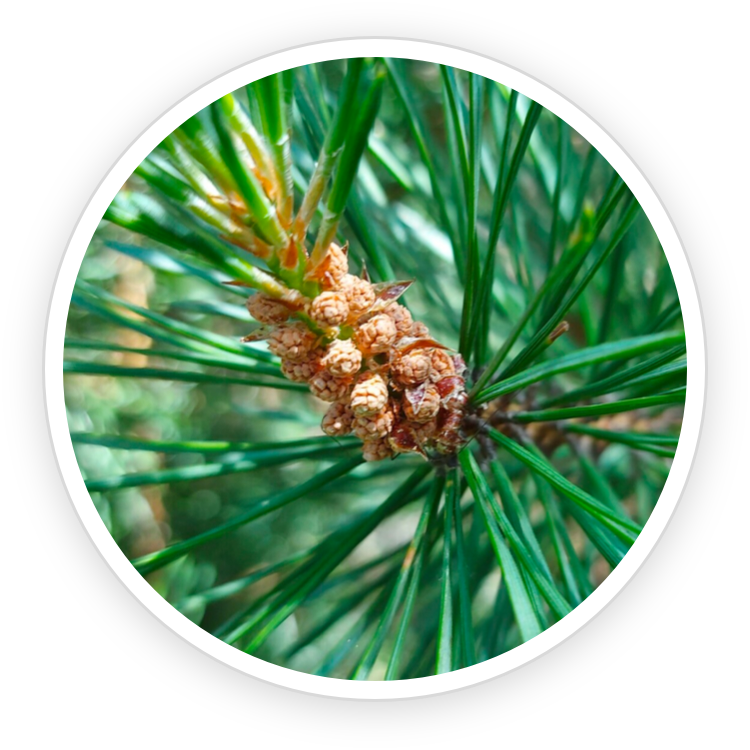 Biorestore Complete - Natural Lemon Peel & Scots Pine ingredients for rejuvenating skin.